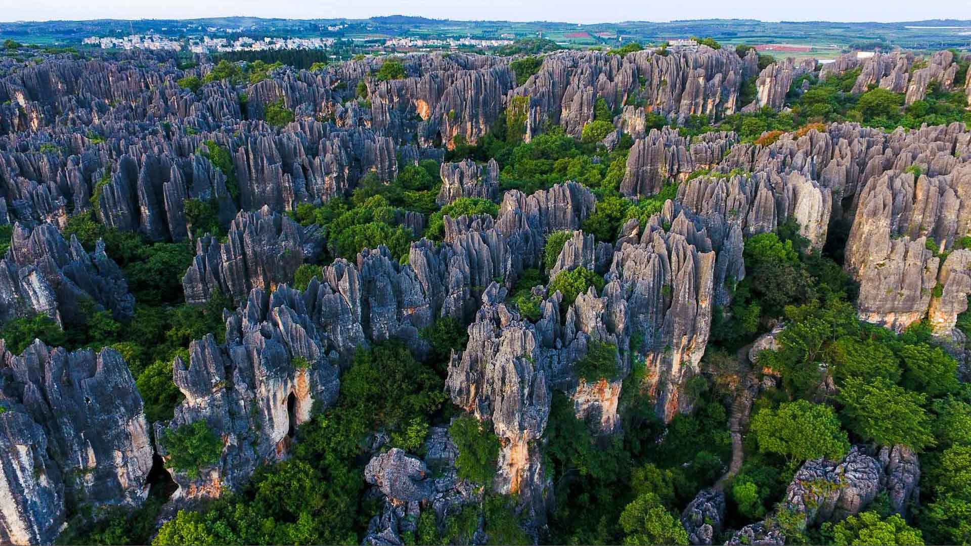 STONE FOREST