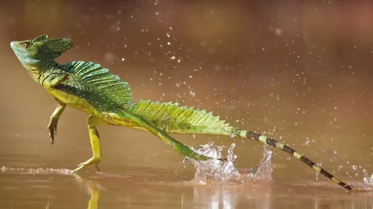 Animal That Can Run on Water