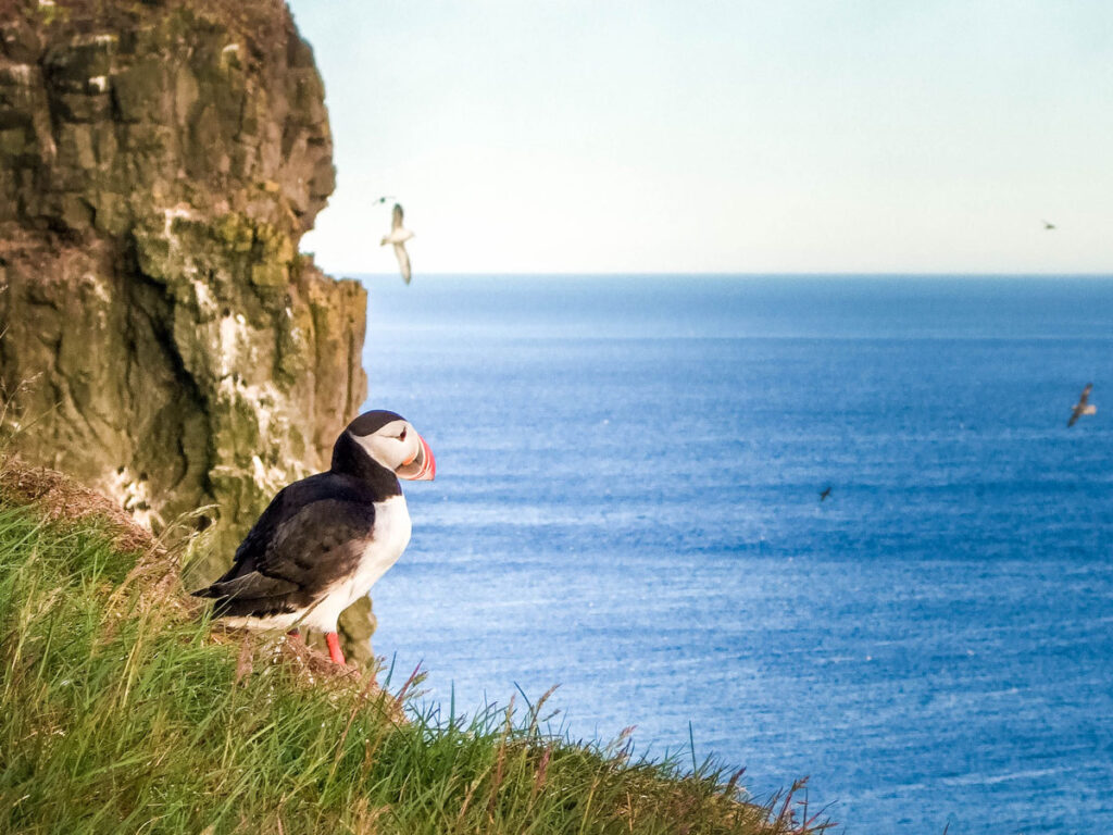 Atlantic Puffin