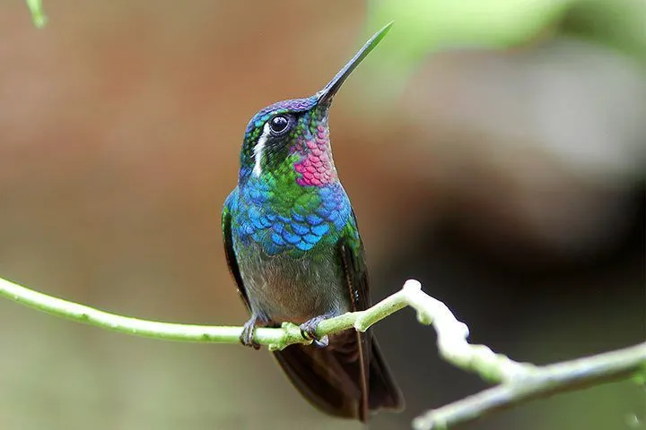 Animal with Needle-Like Tongue Hummingbird