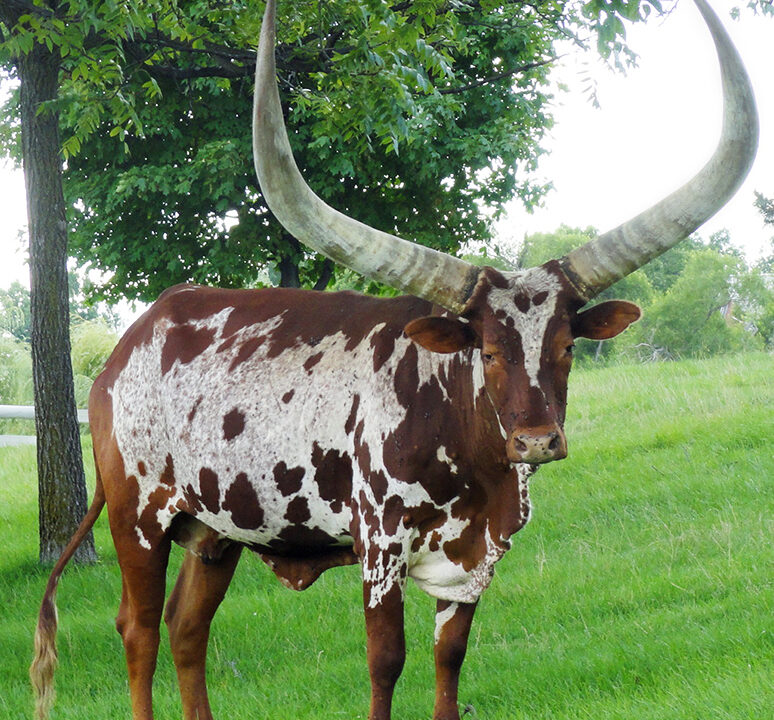 Animal with the Longest Horns “Ankole Cattle”