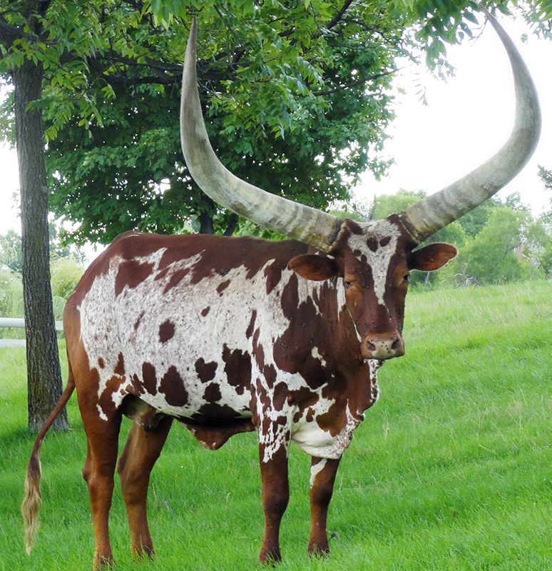 Animal with the Longest Horns