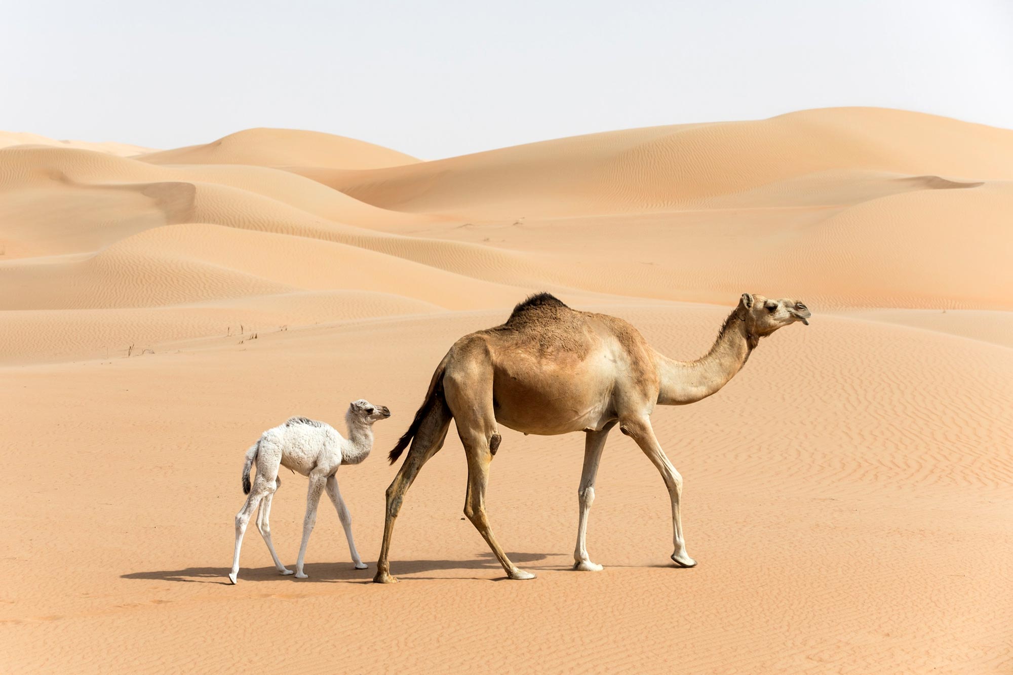 Arabian Camel