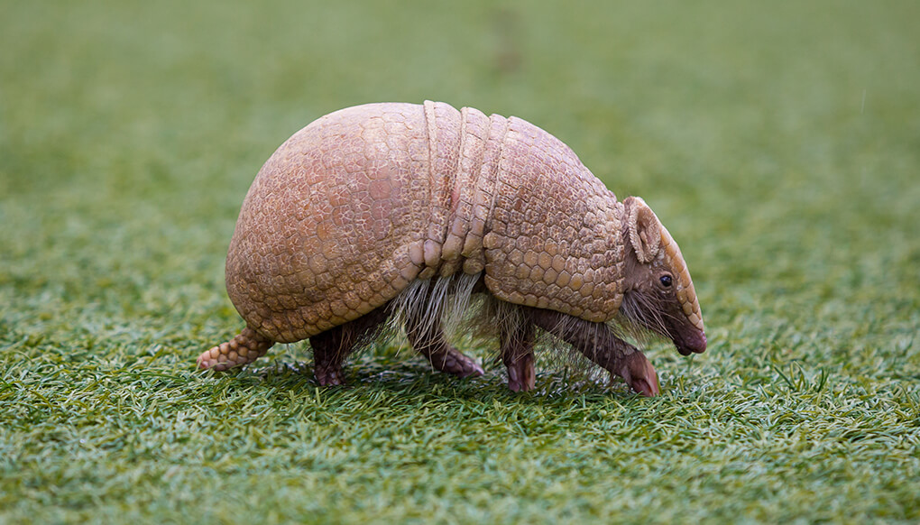 Armadillo