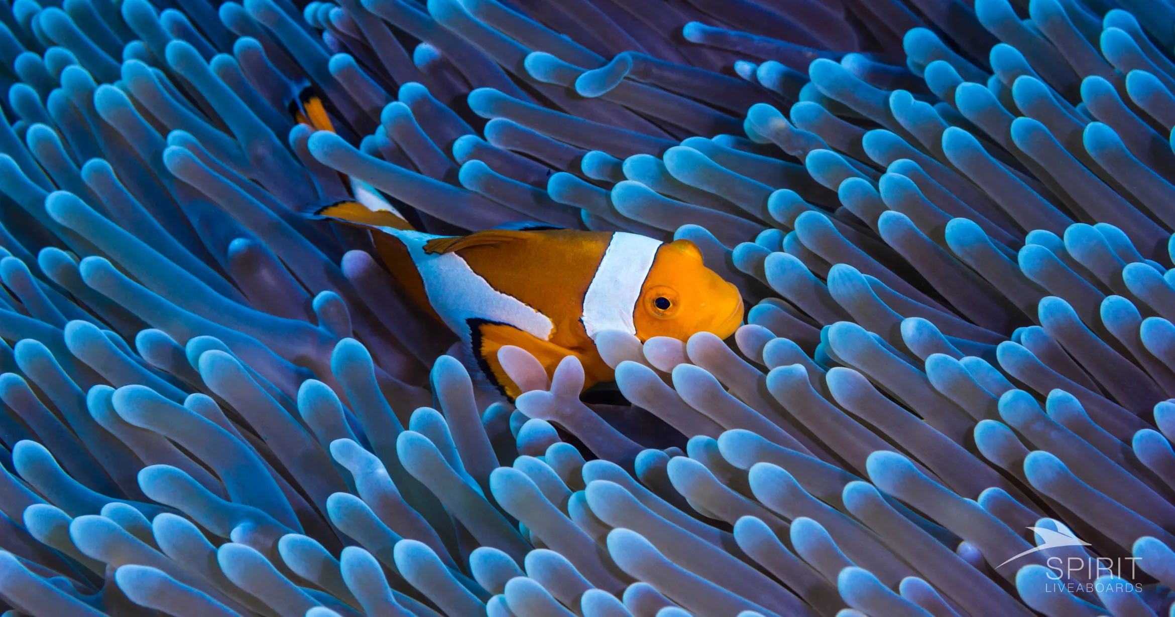 CLOWN FISH