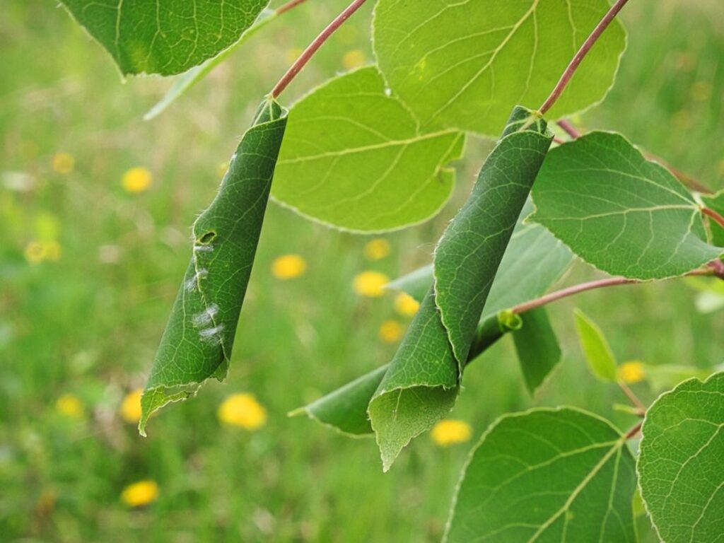 Caterpillar That Rolls Leaves