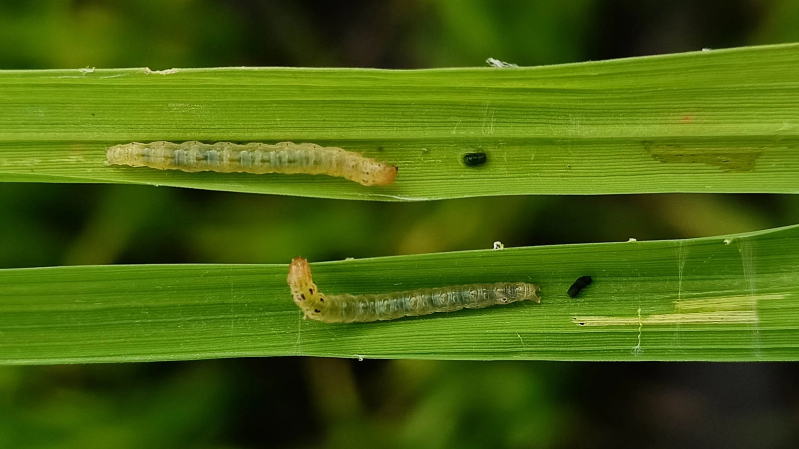 Caterpillar That Rolls Leaves