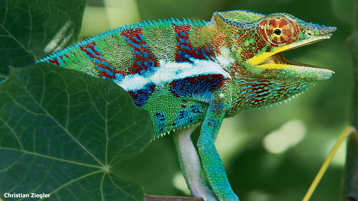 Chameleon