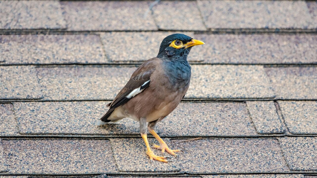 Animal That Mimics Human Speech The Remarkable Common Myna
