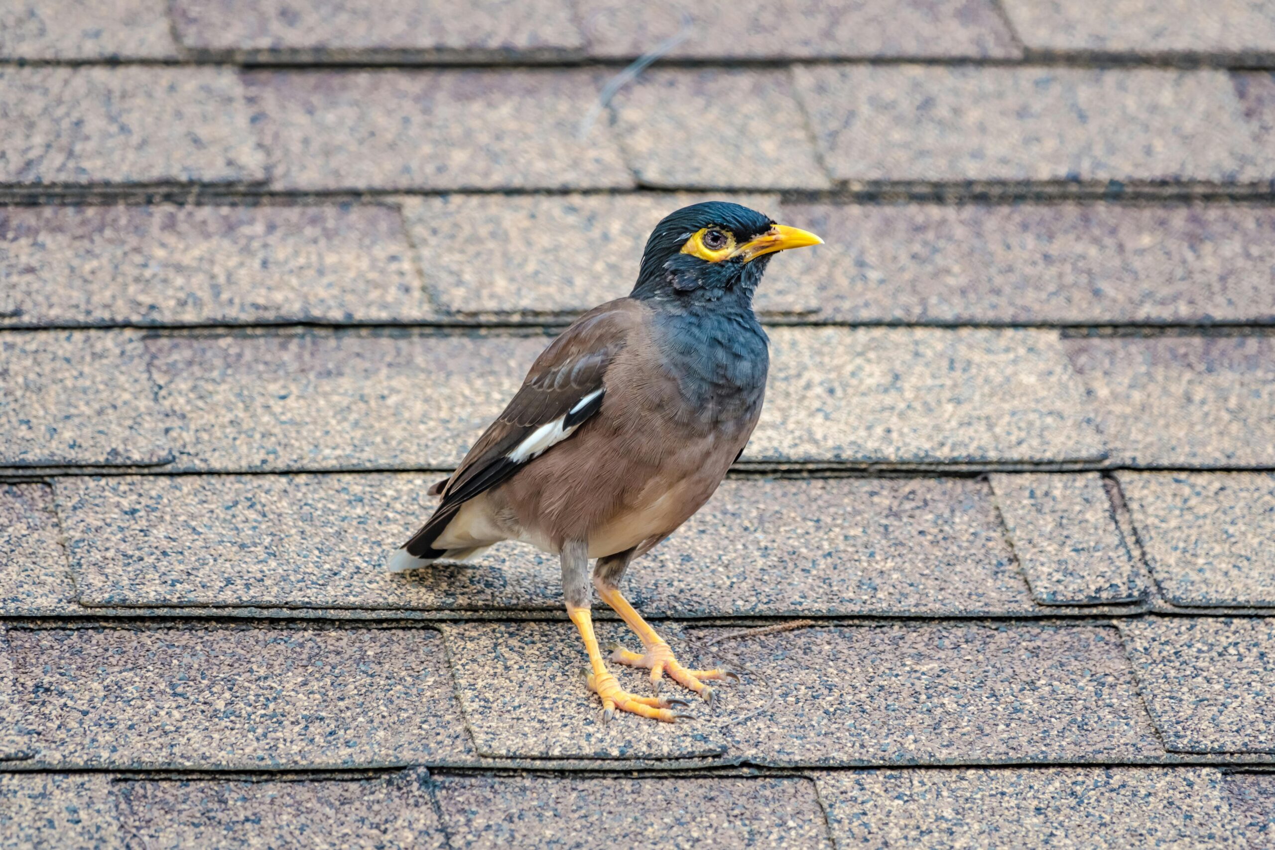 Common Myna