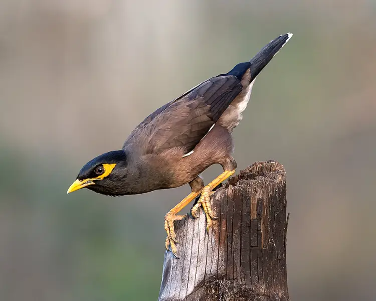 Common Myna