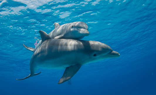 Live Without Sleep Dolphin