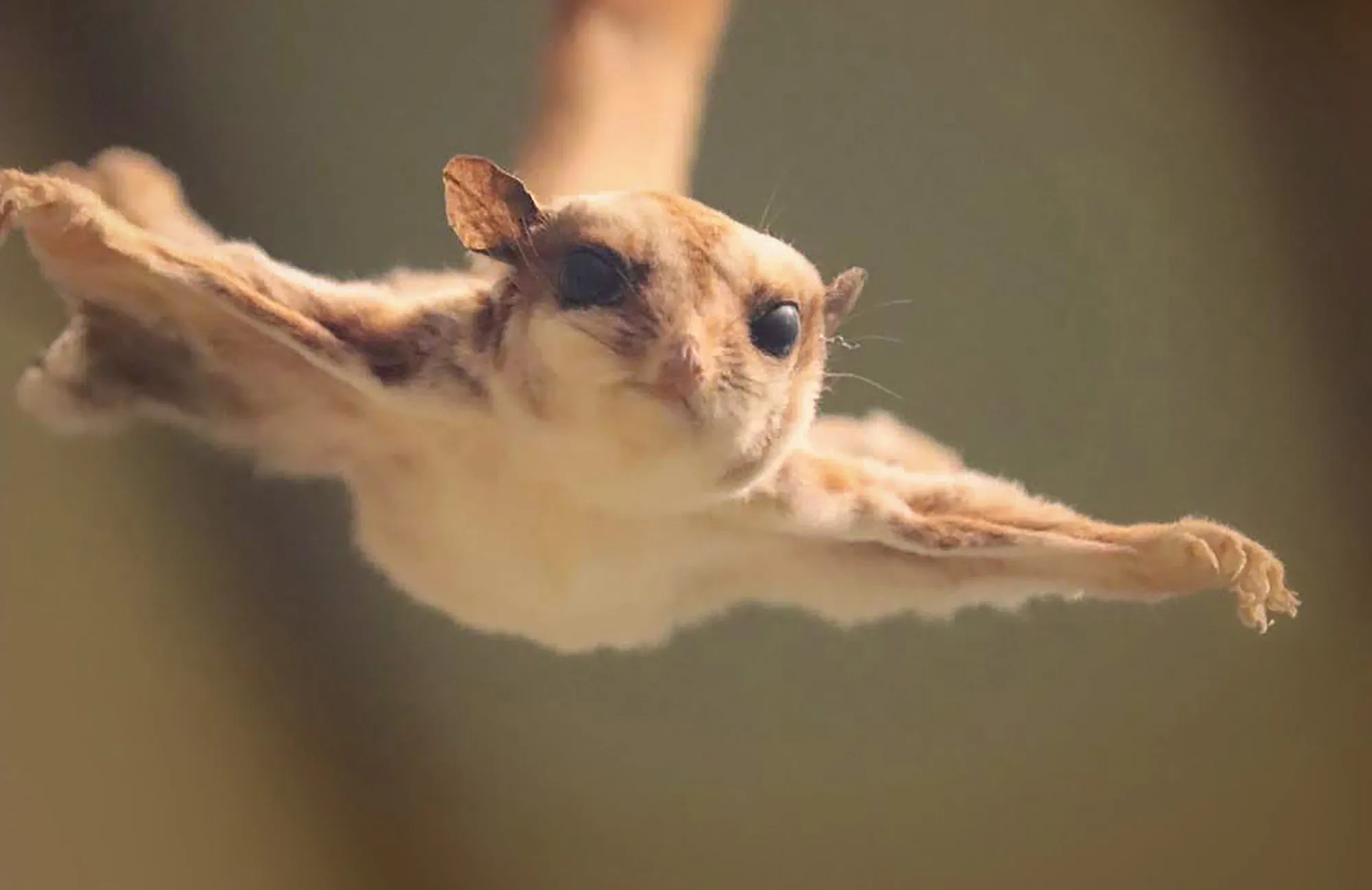 Flying Squirrel