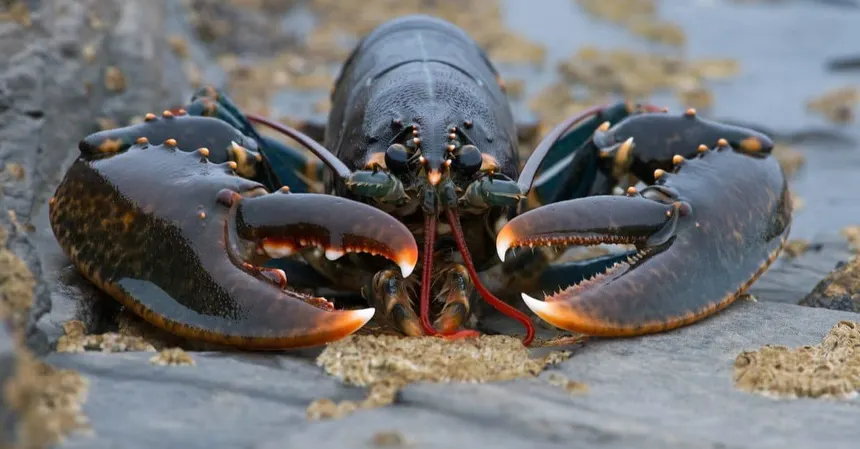 Lobster The Animal That Grows for Life