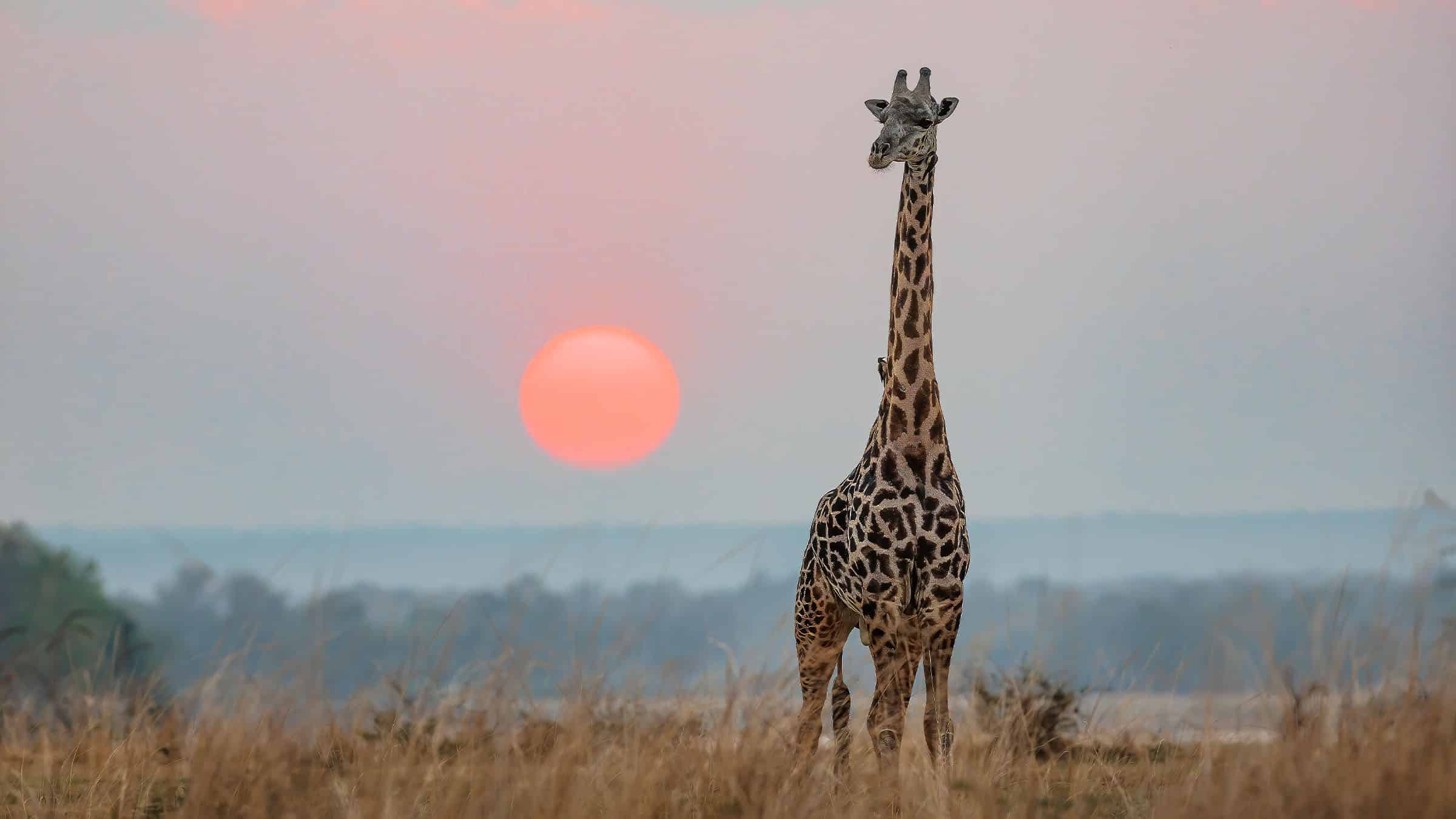 Giraffe, Longest Neck in the Animal Kingdom