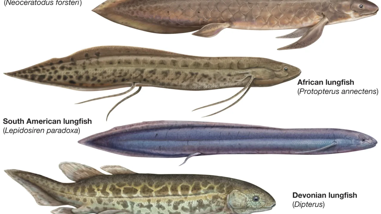 The Living Fossil That Breathes Two Ways “Discover the Remarkable Lungfish”