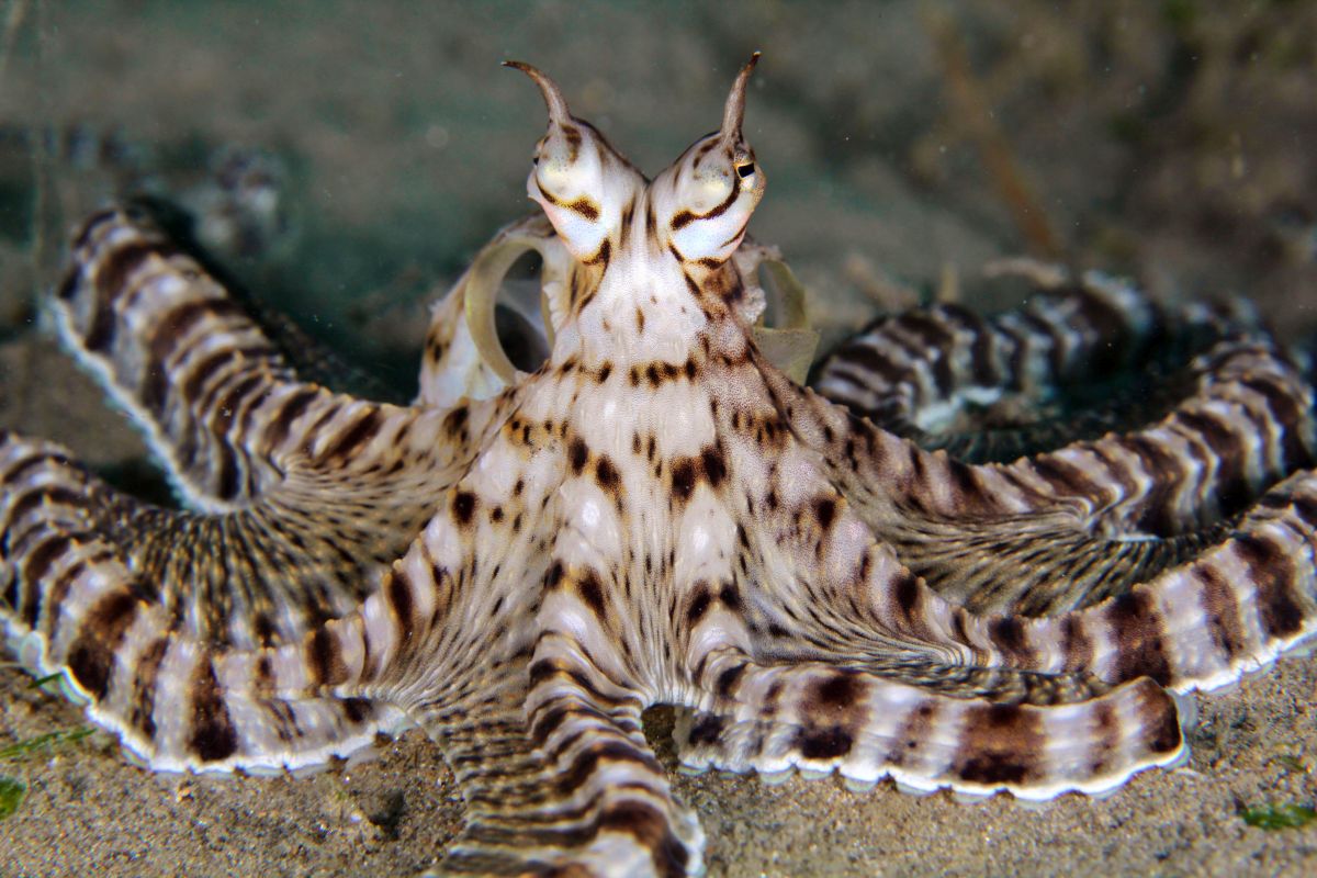 Mimic Octopus