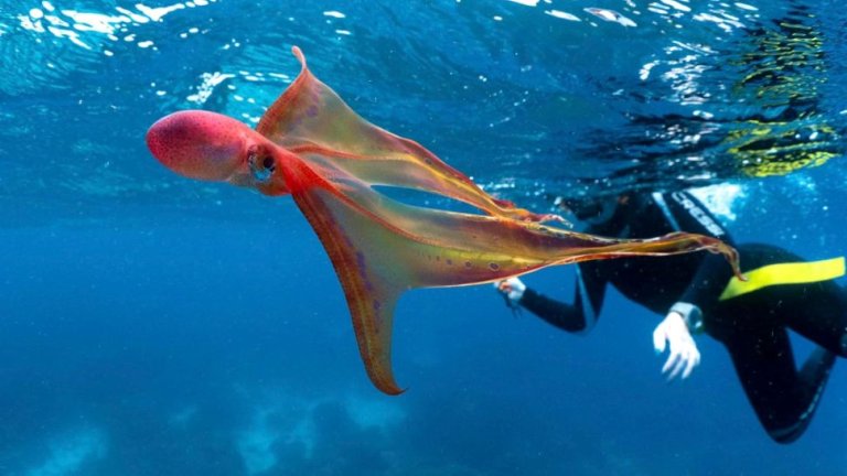 The Octopus That Walks the Ocean Floor Discover the Fascinating Blanket Octopus