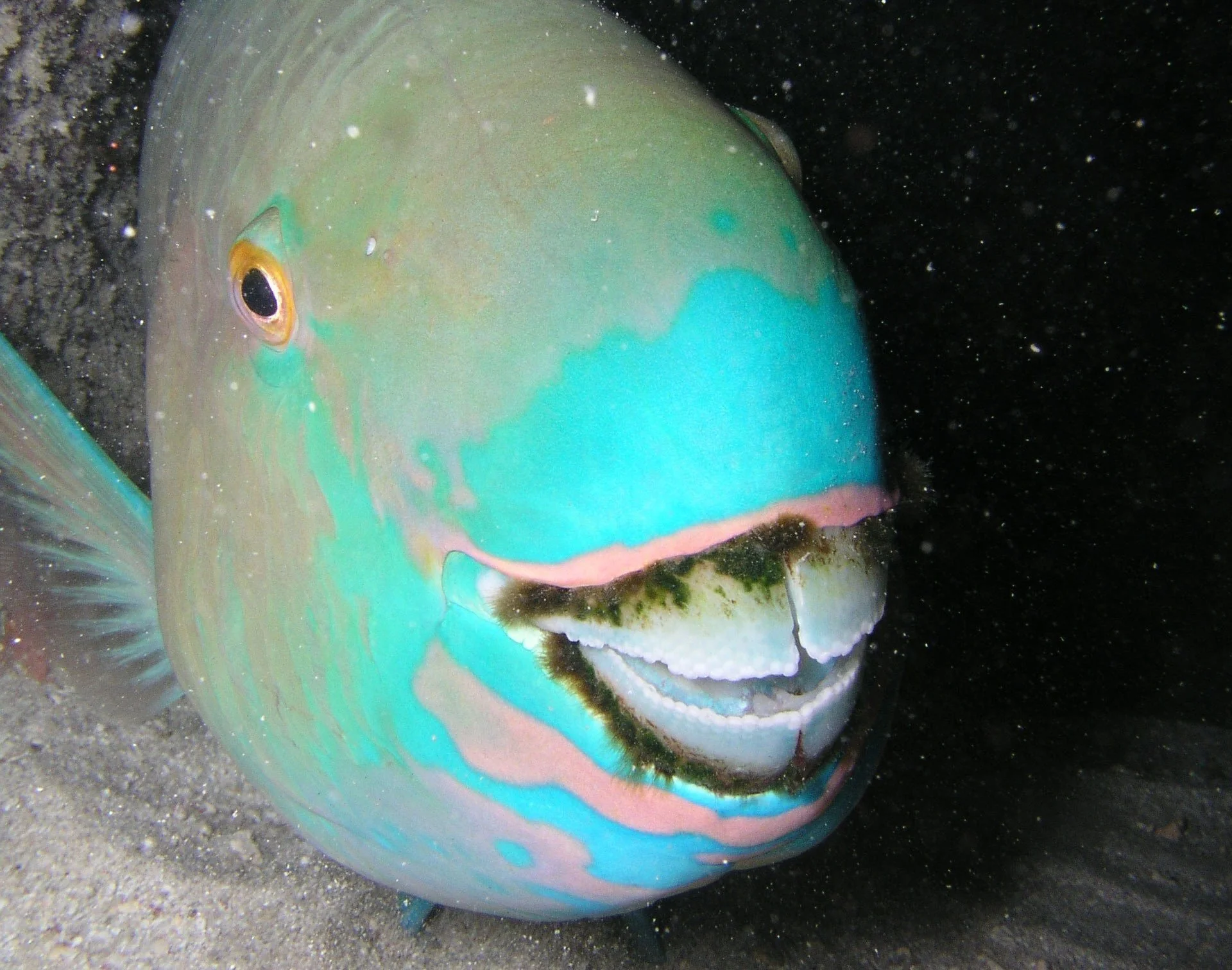 Parrotfish