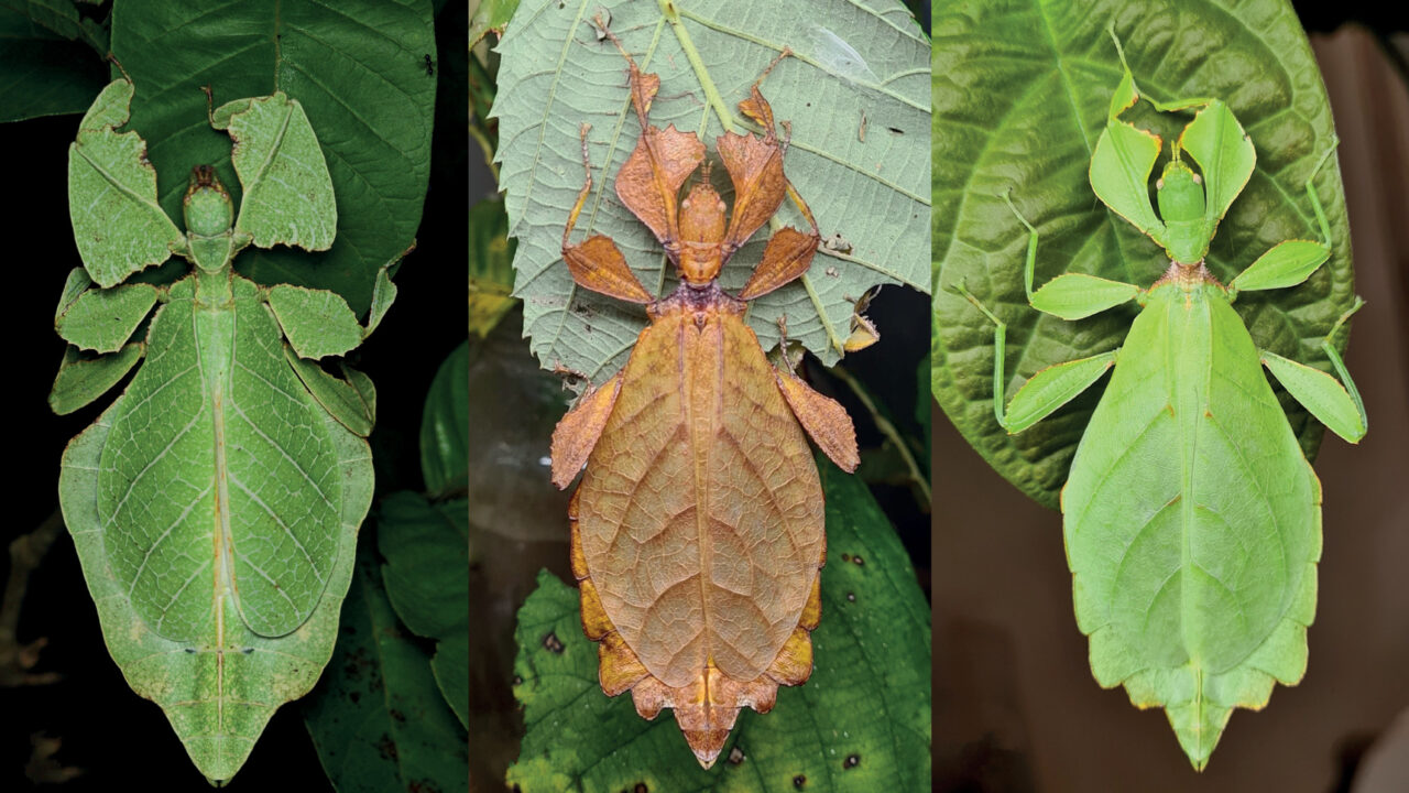 Animal That Disguises as a Leaf “Phyllium Leaf Insect”