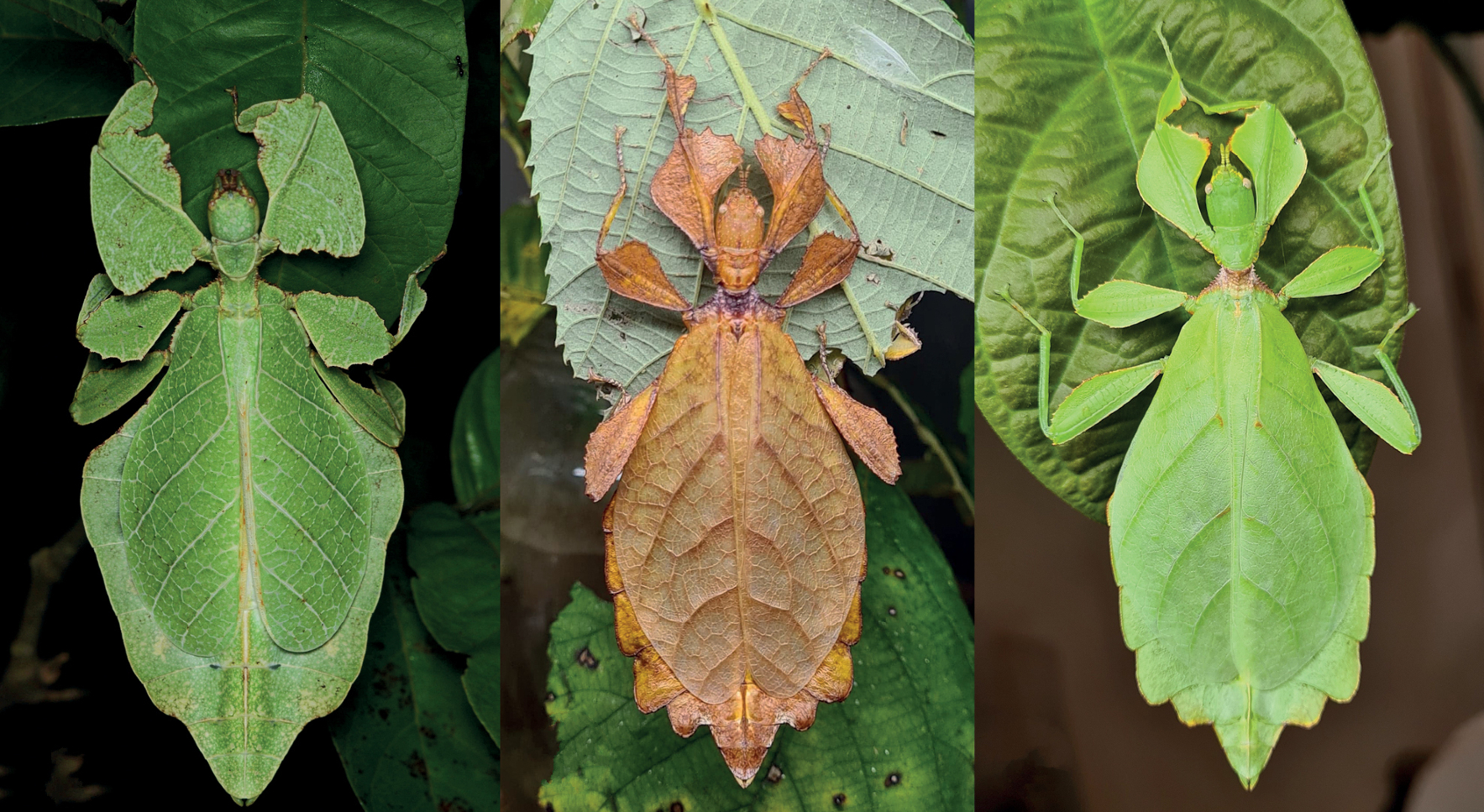 Phyllium leaf insect