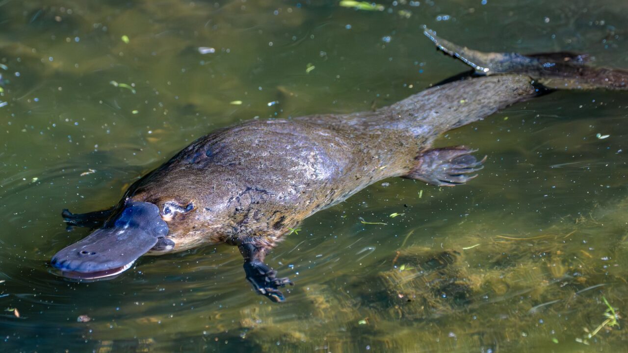 The Only Venomous Mammal You Should Know “The Remarkable Male Platypus”