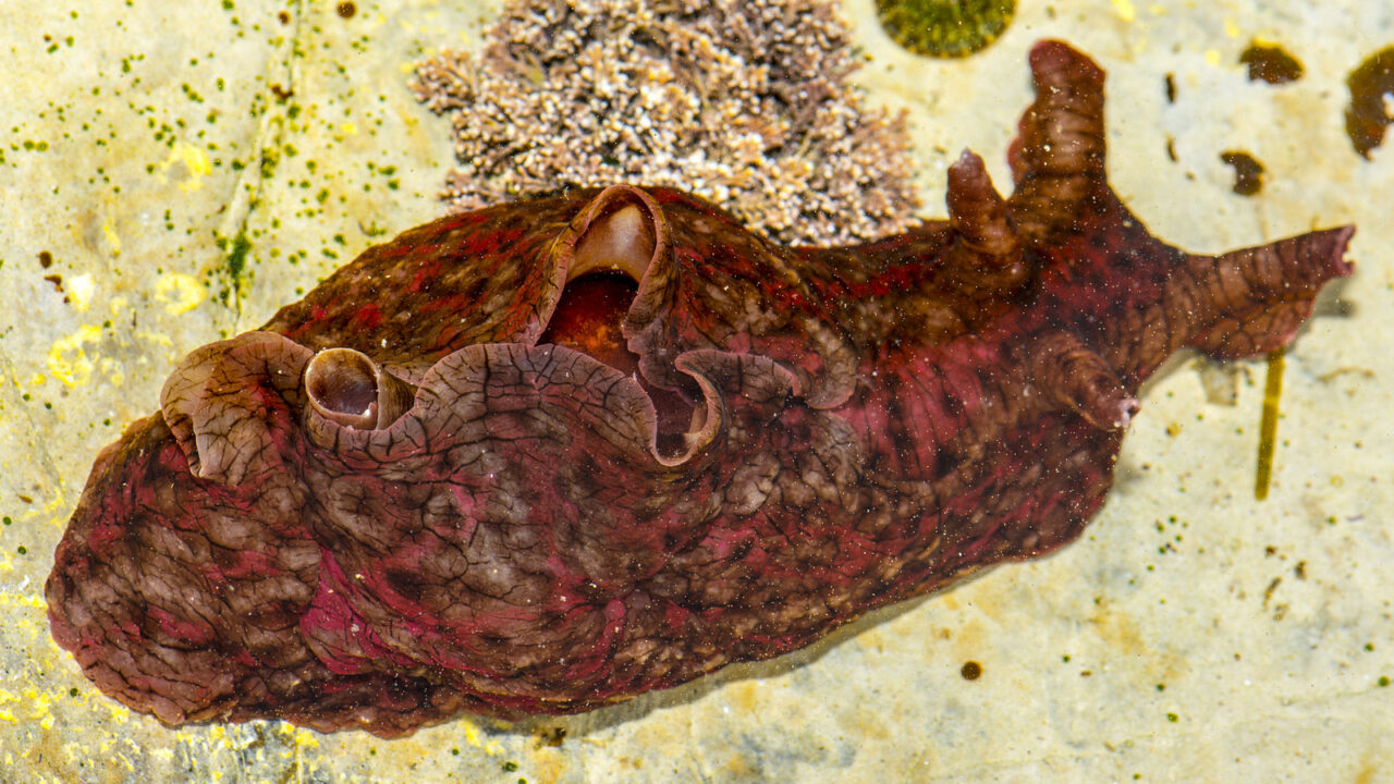 Sea Slug The Animal That Can Erase Its Own Memories