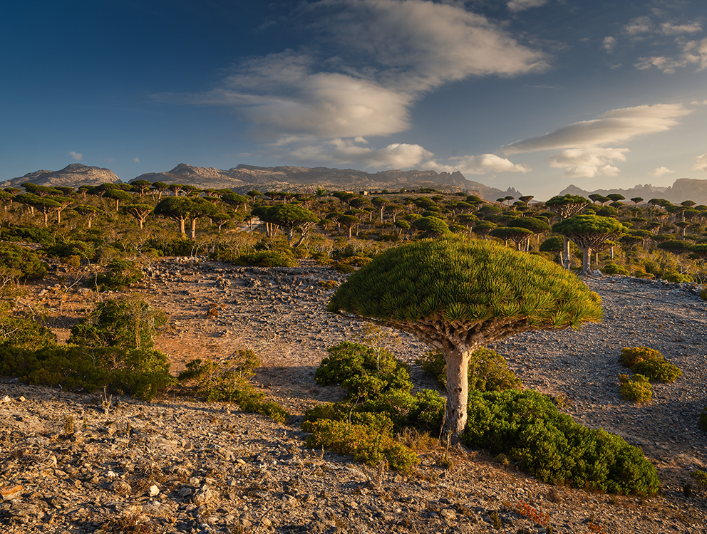 Socotra
