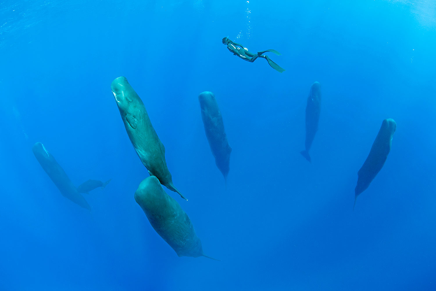 Sperm Whale