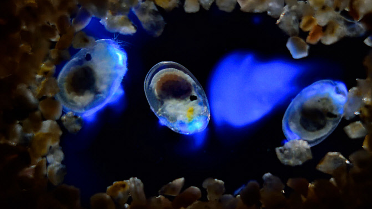 The Mesmerizing Sea Firefly A Tiny Animal That Lights Up Its Body