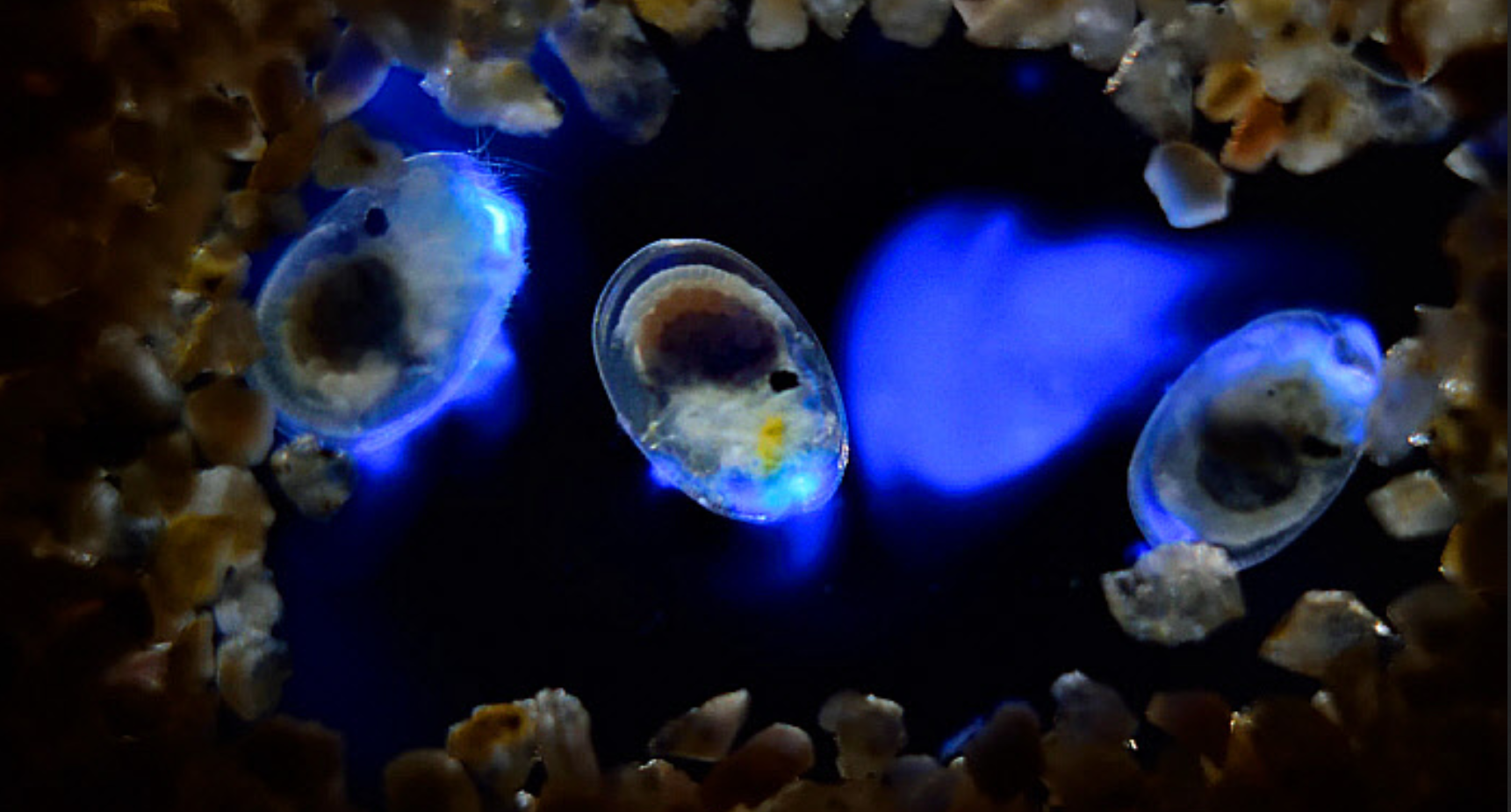 The Mesmerizing Sea Firefly A Tiny Animal That Lights Up Its Body