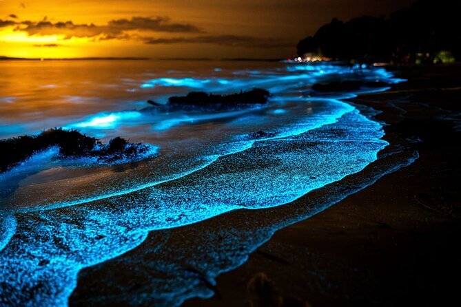 Uninhabited Island with Glowing Trees, Thailand The Magical Bioluminescent Beaches of Koh Phi Phi