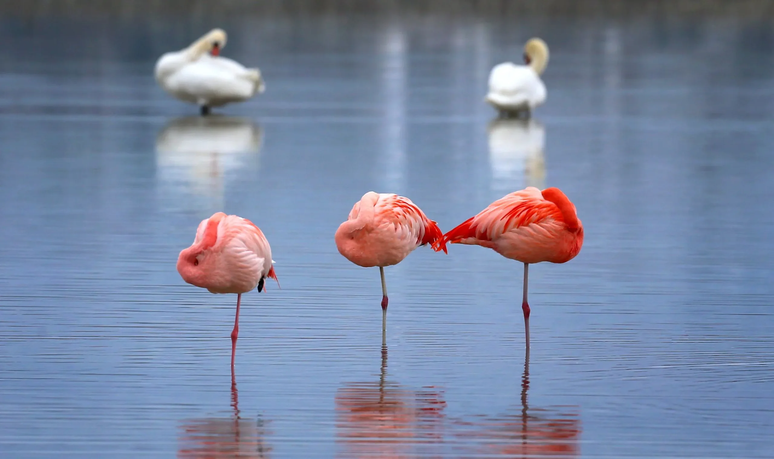 flamingos