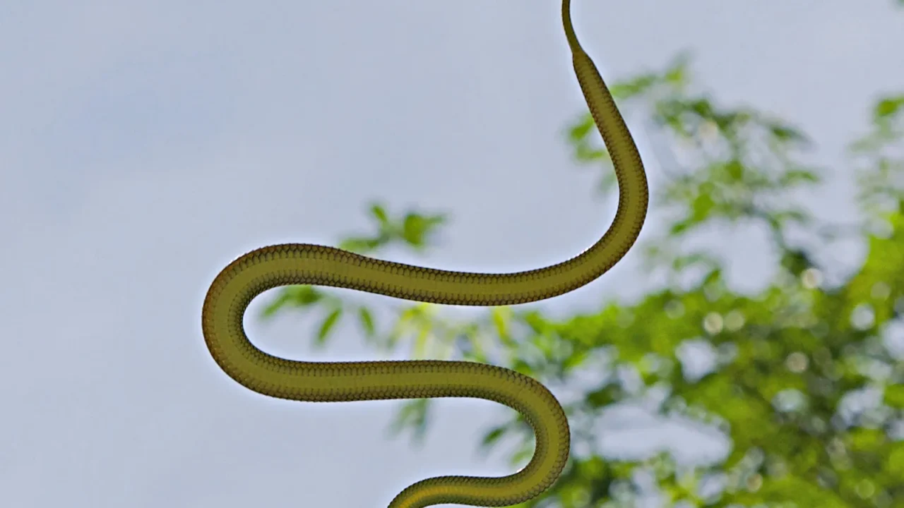 Animal That “Flies” Without Wings, Flying Snake