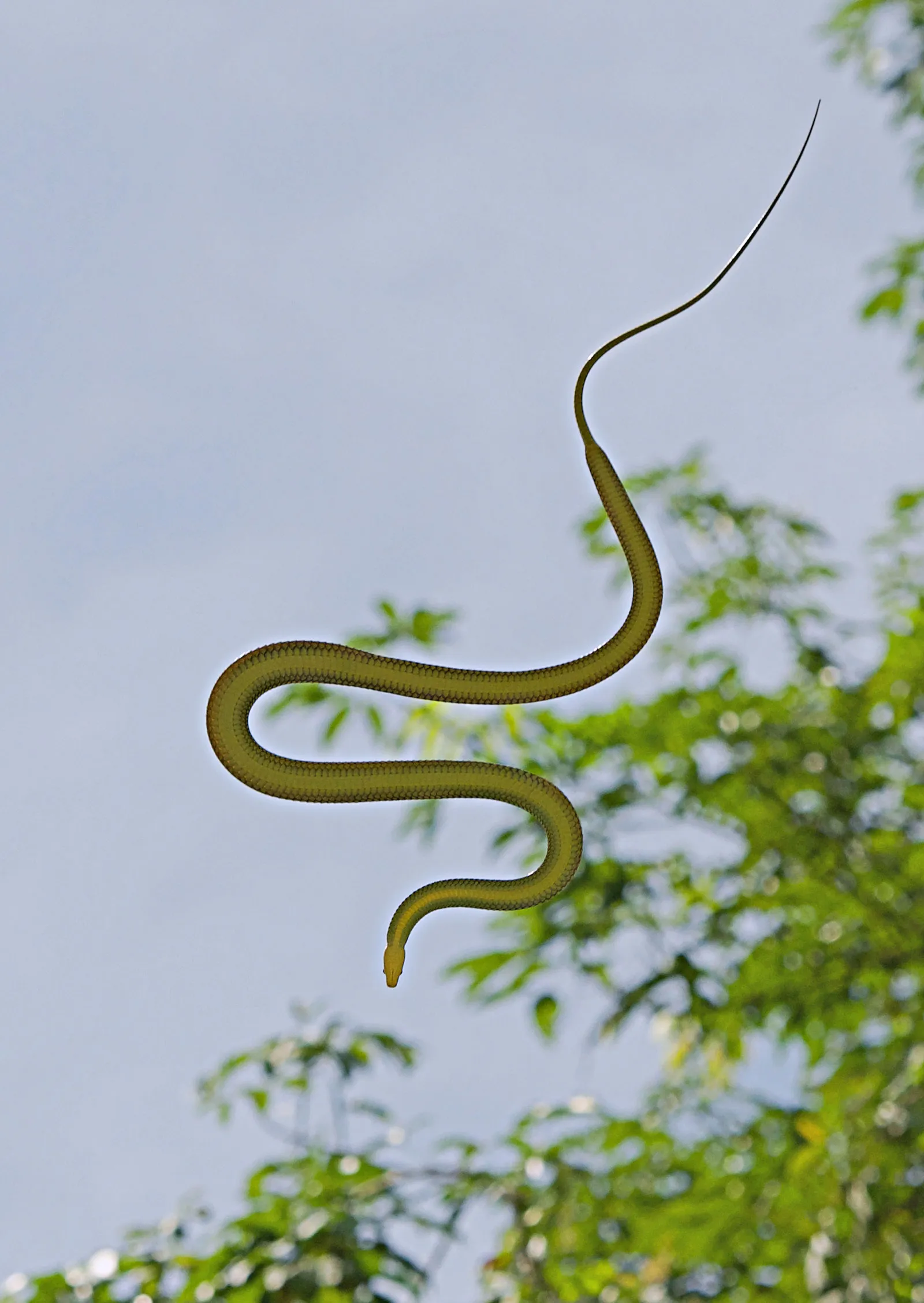 flying snake