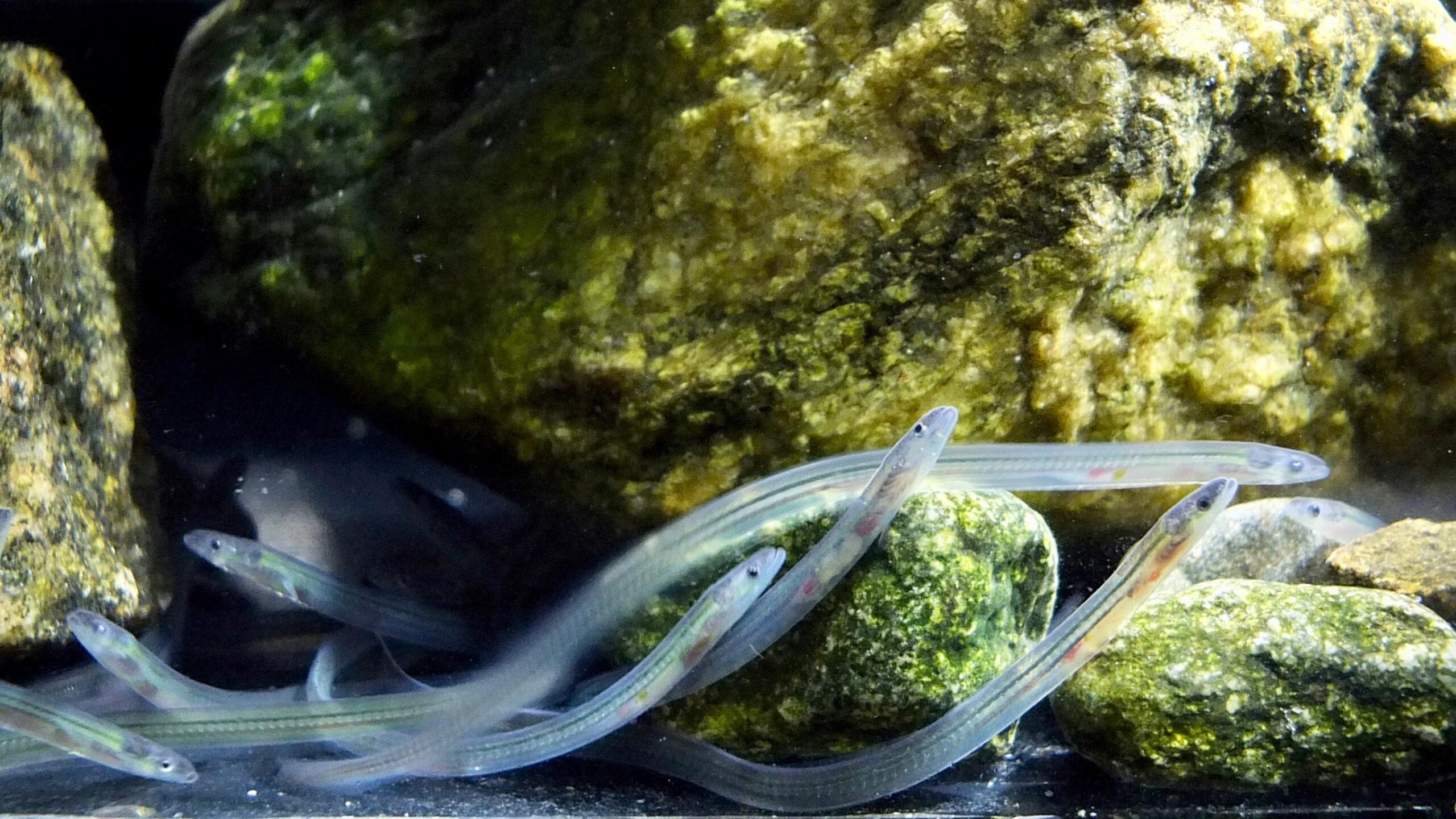 glass eel