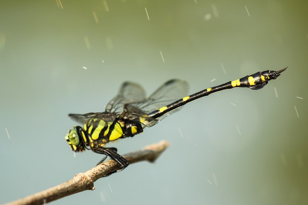 Animal That Flies in Any Direction The Dragonfly Master of Perfect Aerial Maneuvering