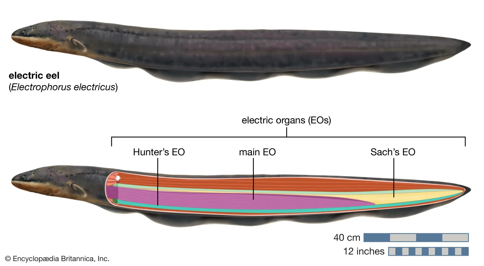 Electric Eel