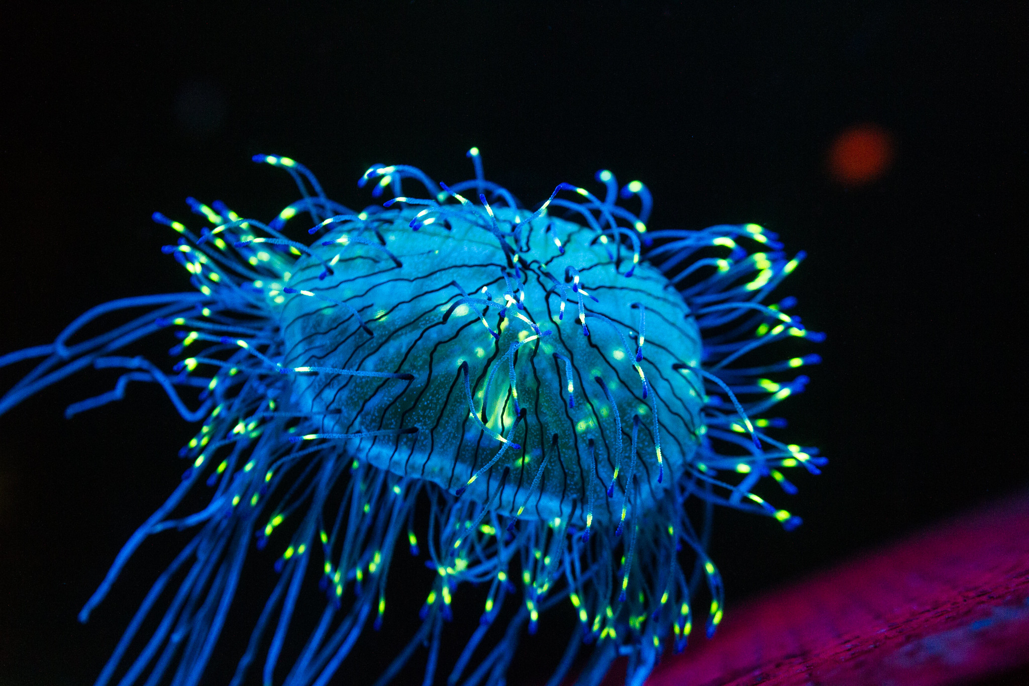 Animal That Glows Inside Fish Stomachs