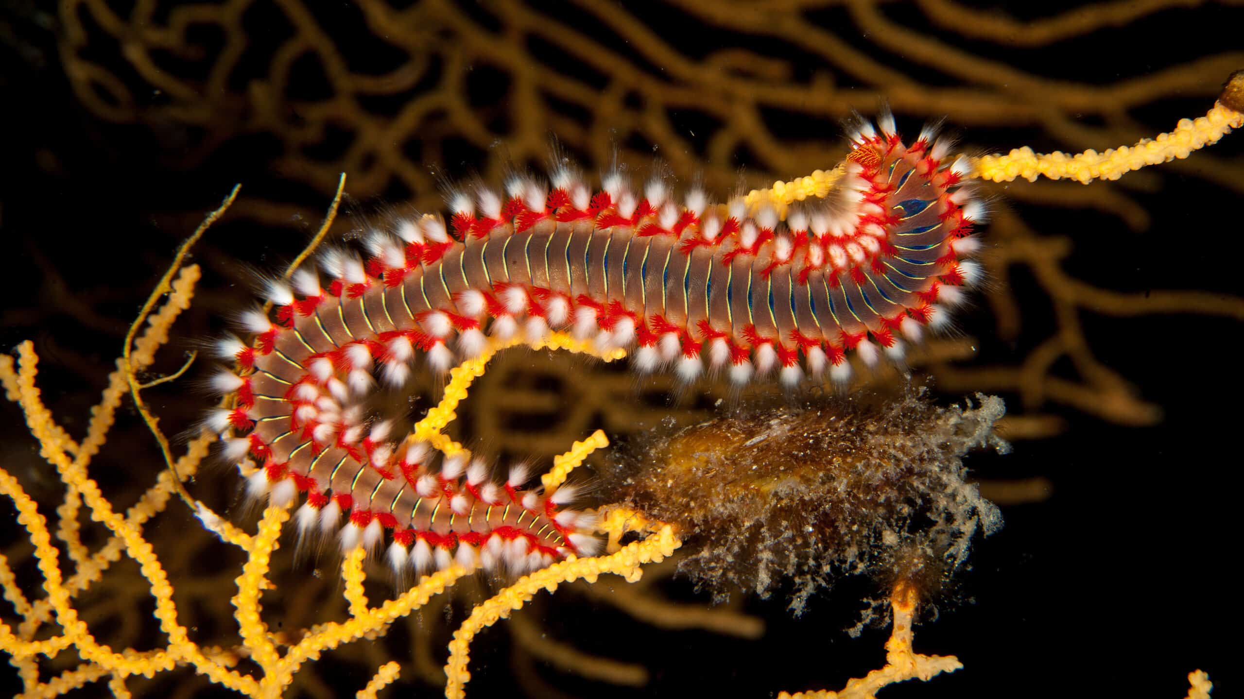 Animal That Glows Red