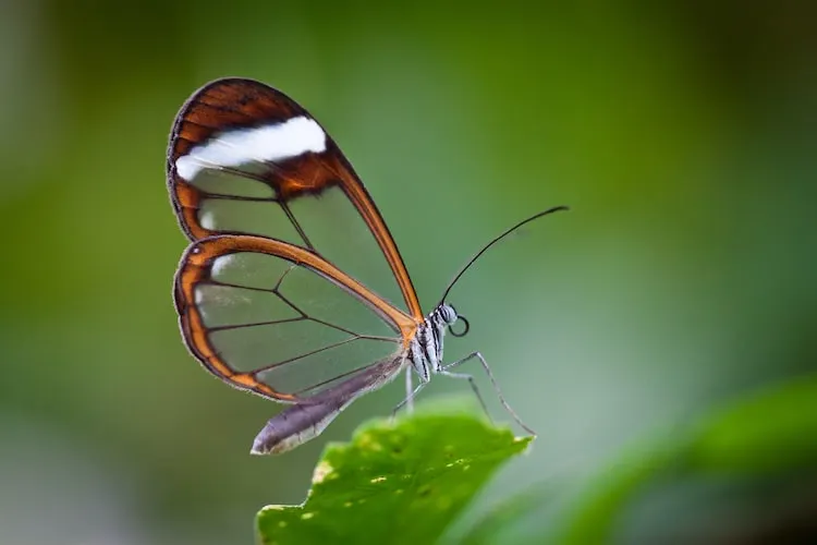 Butterfly with Transparent Wings