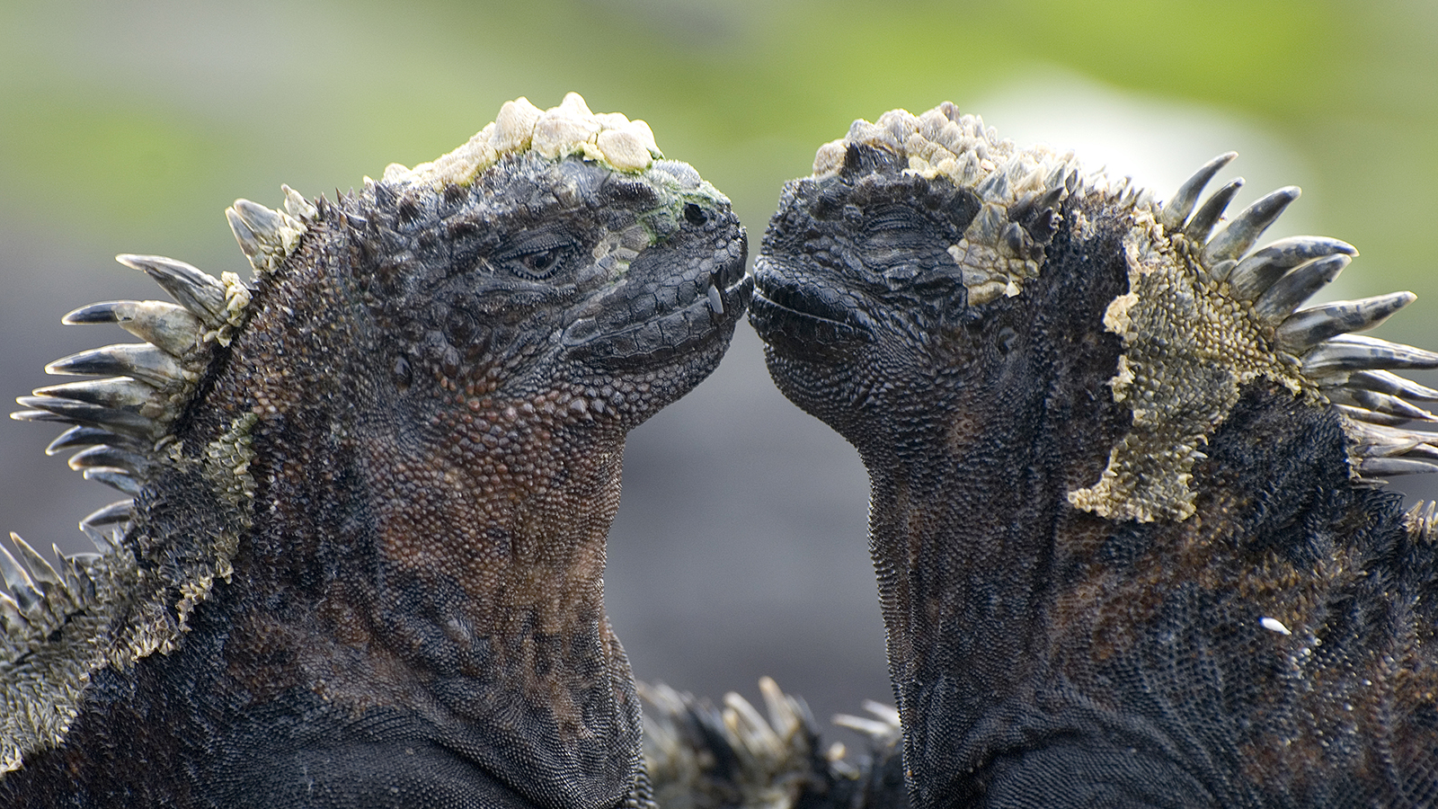Dual-World Dweller: The Remarkable Marine Iguana of the Galápagos