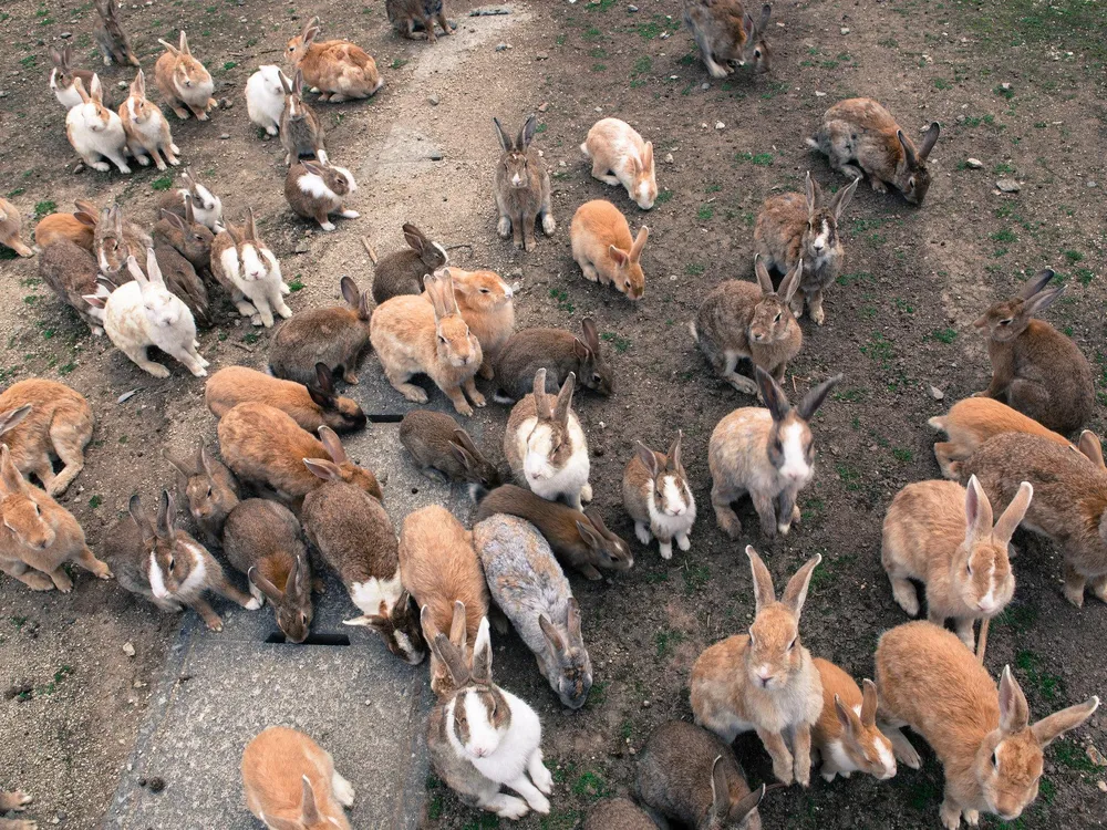 Fluffy Paradise or Dark Past Exploring Japan's Rabbit Island, Ōkunoshima