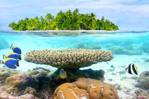 Island Made from Dead Coral