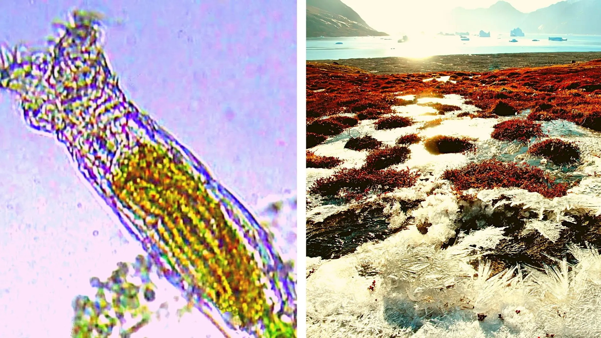 Life That Survives Frozen for Millennia