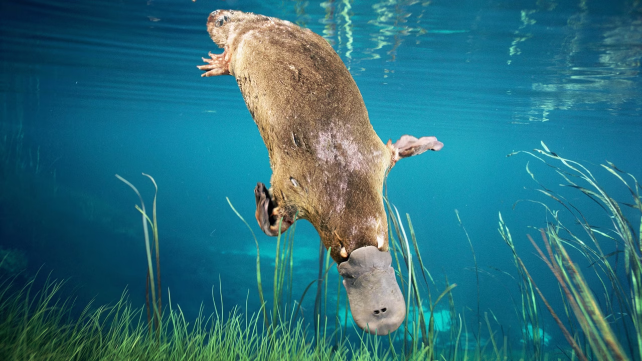 Mammal That Lays Eggs and Nurses Platypus One of the World’s Most Unique Mammals