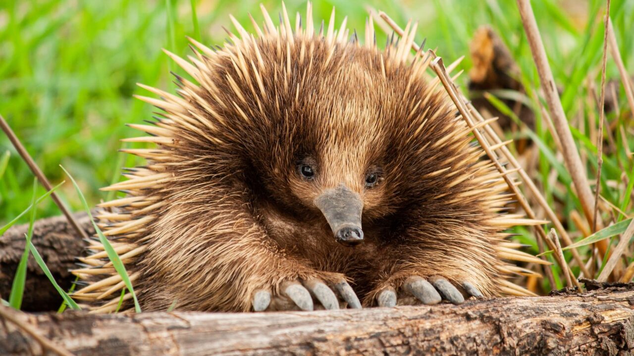Nature’s Spiky Wonder – Unveiling the Echidna, the Animal with Spiny “Hair”