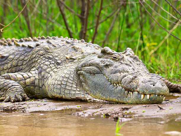 crocodile