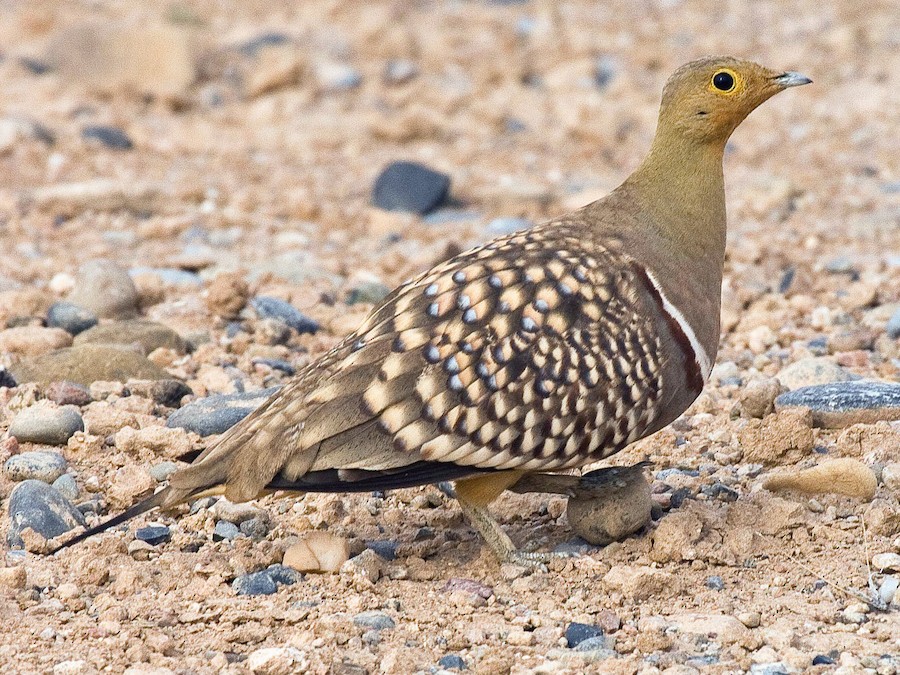 Bird That Hides Its Head in Sand Sandgrouse