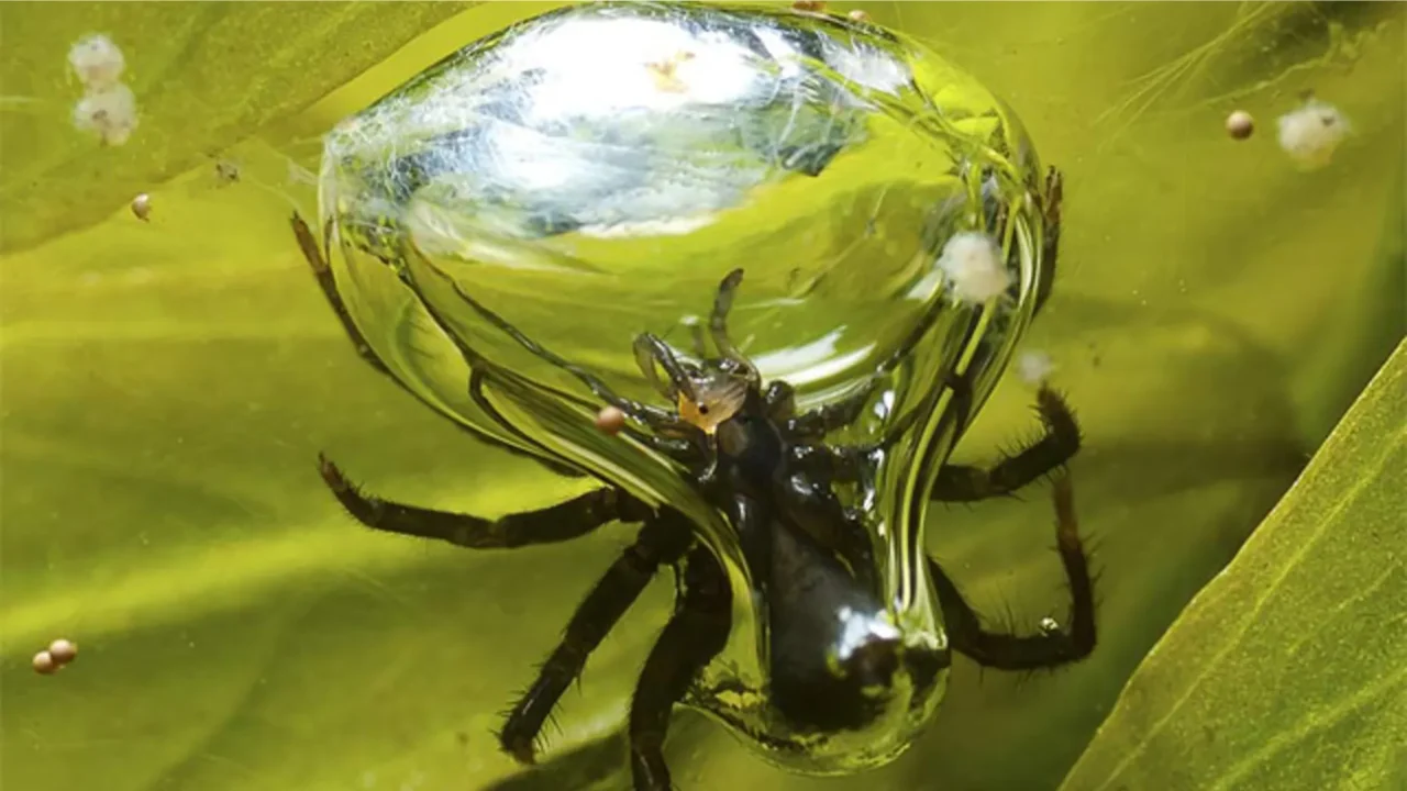 The Spider That Breathes Underwater How the Diving Bell Spider Traps Air to Survive